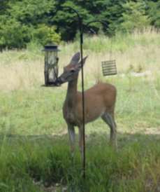 Small doe near a bird feeder.
