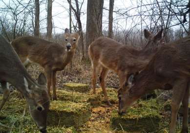 Deer will crowd around a reliable food source, becoming dependent on the unnatural food and potentially spreading disease.